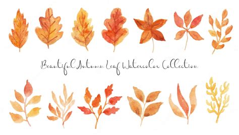 Premium Vector | A set of beautiful autumn leaf watercolor