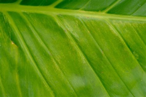 Folhas gigantes de pothos dourados grande superfície foliar fundo do