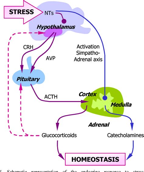 Figure From Sex Differences In Response To Adrenocorticotropin Acth