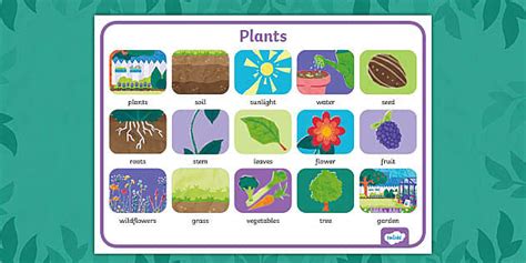 Plants Word Mat Teacher Made Twinkl