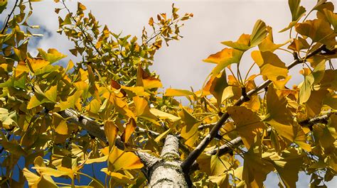 Descubre Los Sorprendentes Beneficios De Las Plantas Ginkgo Biloba