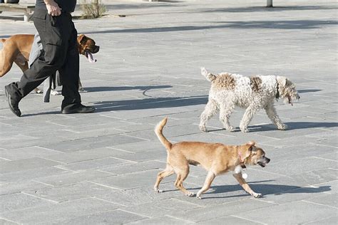 Background Trotoar Dog Walker Tiga Trotoar Foto Dan Gambar Untuk