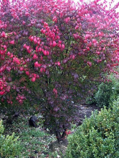 fall color - with burning bushes | Pretty plants, Plants, Fall colors