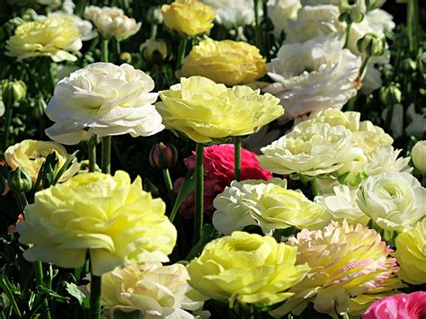 Desktop Wallpapers Flowers Ranunculus Closeup