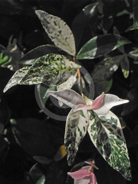 Trachelospermum Jasminoides Tricolor Variegated Star Jasmine