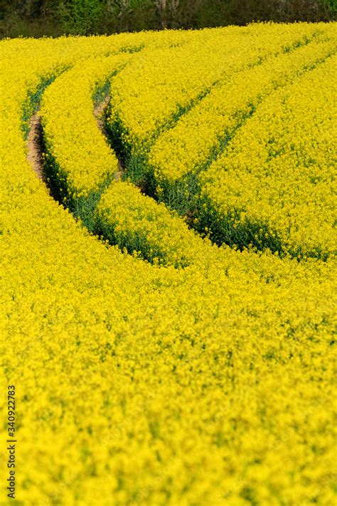 Raps Feld Traktor Spuren Abzweig Rapsöl Nutzpflanze Blüten gelb