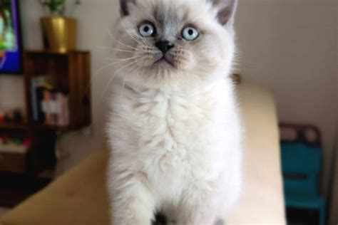 A Kalite Ayı Surat Koca Kafa British Shorthair Blue Point Erkek Yavru