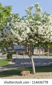 Dwarf Weeping Birch Use Landscape Design Stock Photo