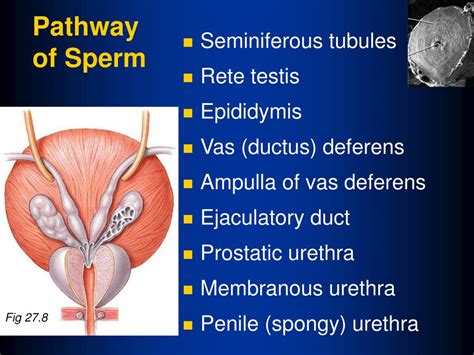 Ppt Ch 27 Reproductive System Powerpoint Presentation Free Download Id 27913