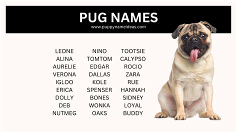 570+ Pug Names (With Meanings)