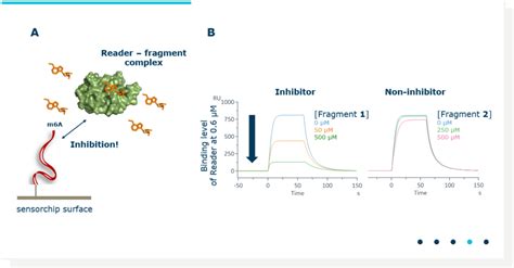 Can Surface Plasmon Resonance Provide A Biologically Relevant Assay Readout Zobio Drug