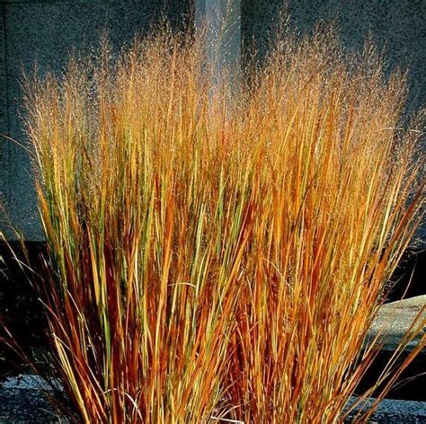 perennial zones 4-10 great ornamental grass 3-5 feet tall, space 2-3 ...