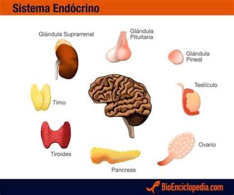 El Sistema Endocrino En Los Seres Vivos