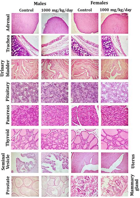 Representative Histological Photomicrographs Of Selected Organs Of Rats