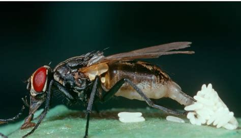 Reproduction In Housefly Biology 2023