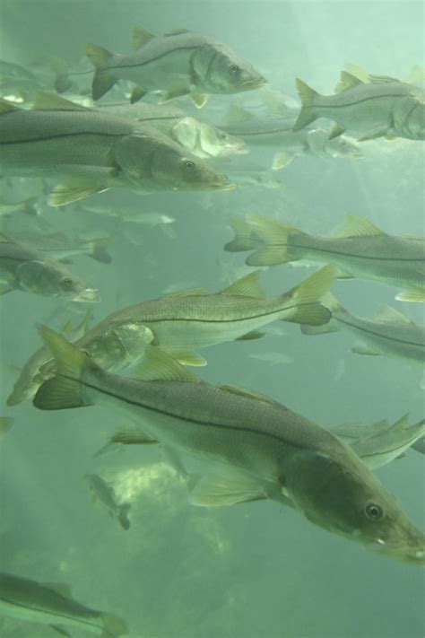 Lets Go Fishing On Floridas Big Bend Lesson 2 Snook Visit