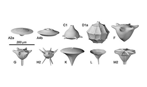 Sur des microfossiles calcaires problématiques du stratotype de la