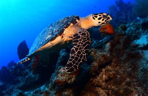 Formation Open Water Diver dans la Réserve Cousteau Guadeloupe