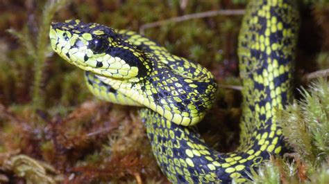 Talamancan Palm-Pitviper: Cryptic New Species of Venomous Snake Identified in Costa Rica | Sci.News