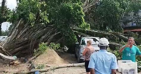 Árvore tomba e cai por cima de carro e depósito de material de