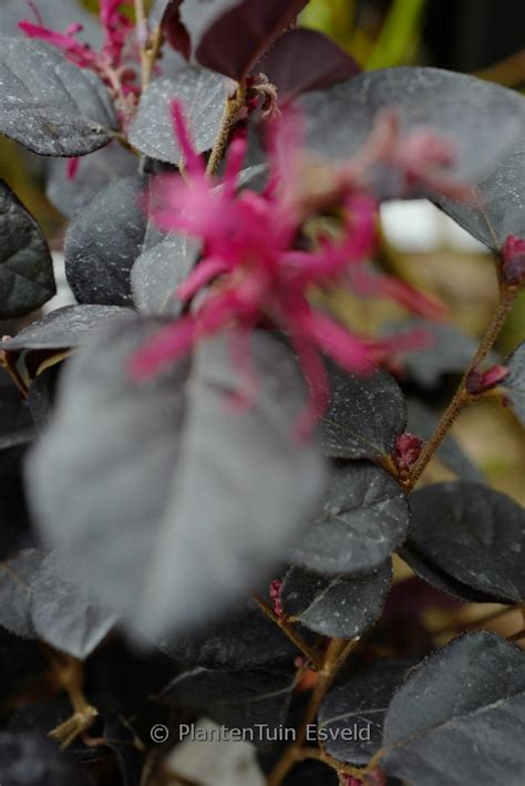 Loropetalum Chinense Black Pearl Esveld Shop