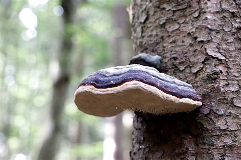 Baumpilz Pilz Holzpilz Kostenloses Foto Auf Pixabay Pixabay