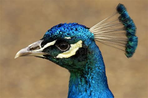 Cabeça do pavão foto de stock Imagem de brilhante bico 205300