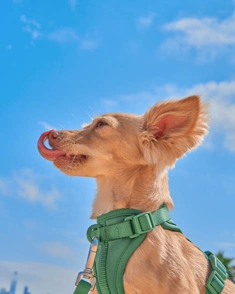 Wild One Dog Harness Rei Co Op