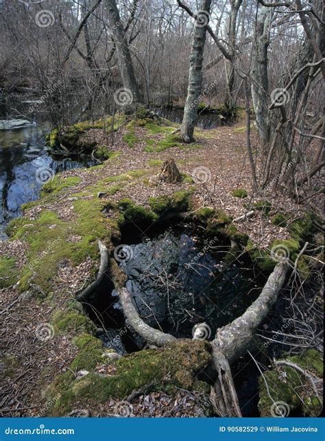 Rattlesnake Creek Oakdale Newyork Stock Image Image Of Newyork