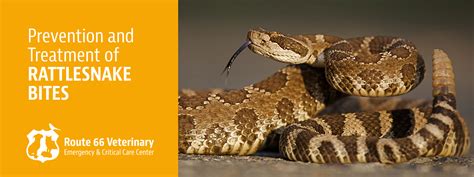 rattlesnake-bite-prevention-and-treatment - Route 66 Veterinary ...