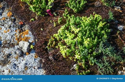 Sedum Acre Goldmoss Stonecrop Succulent Plants Stock Image Image