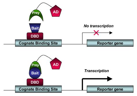 Detecting Protein Protein Interactions With The Yeast Two Hybrid System