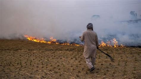 Stubble Burning Incidents In Punjab Cross 30 000 Mark Shows Data