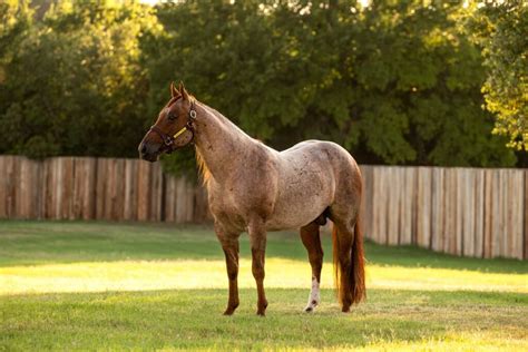 American Quarter Horse Breed: Discovering the Timeless Charm