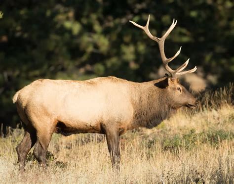 11 Different Types Of Elk American And Asian