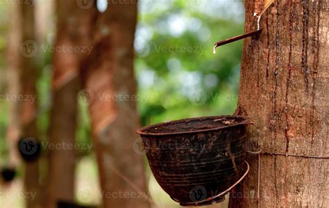 extracción de caucho en el jardín de árboles de caucho látex natural