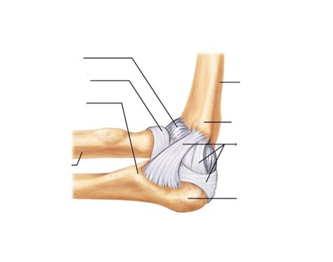 Medial elbow Quiz