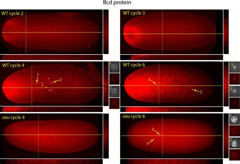 Bicoid Gradient Formation And Function In The Drosophila Pre Syncytial Blastoderm Elife