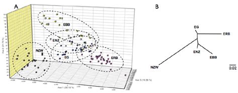 A Factorial Correspondence Analysis Based On The Allele Frequencies