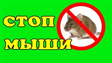 Как избавиться от мышей. Простой и приятный способ. - YouTube