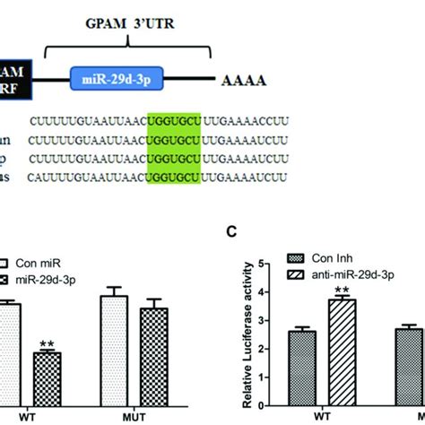 Bta Mirna D P Target Gene Prediction And Dual Luciferase Assay Panel