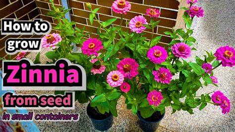 How To Grow Zinnia From Seed In Containers Youtube