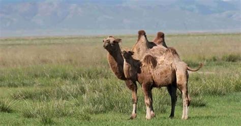 Camel Behavior - AnimalBehaviorCorner