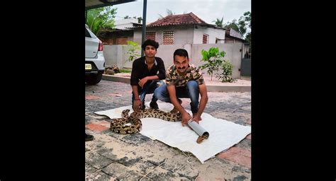 Snake Rescuer From Kerala Nurses Python Back To Life In 76 Days