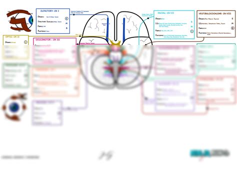 SOLUTION Neurology Physiology 47 Cranial Nerves Cranial Nerves