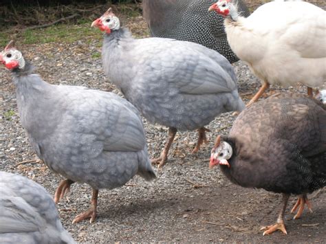 Razzberry Corner The Guineas Are Laying