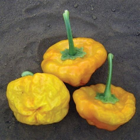 Jamaican Yellow Hot Pepper Seeds Lantern Shape Very Hot SHU Etsy