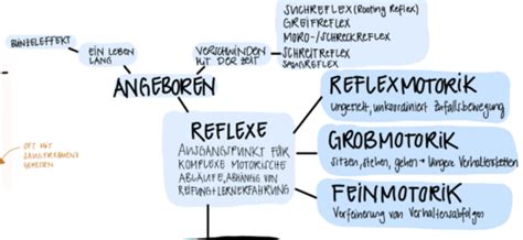 Entwicklungspsychologie Motorik Sensorik Karteikarten Quizlet