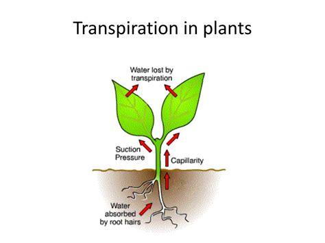 Movement Of Water In Plants Diagram Transport Apoplast Inter