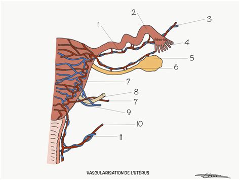 Vascularisation de lutérus Fiches IDE